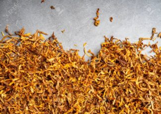 124868355 dry tobacco leaves cut texture high quality dry cut tobacco big leaf copy space text place
